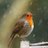 Iolajazzbird