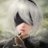 Joshua_63_